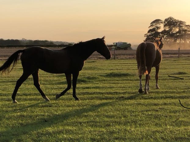 Horses at sunset